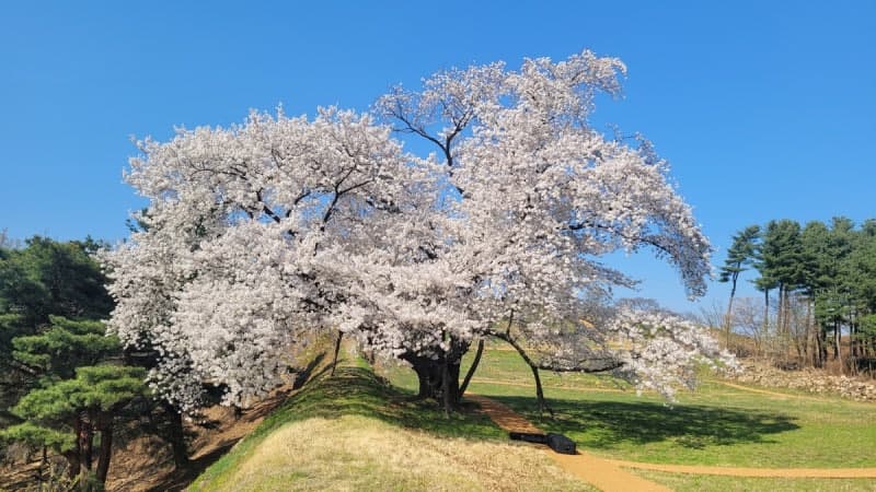 광진구, 아차산성 첫 임시 개방에 2주간 1만명 방문 성황