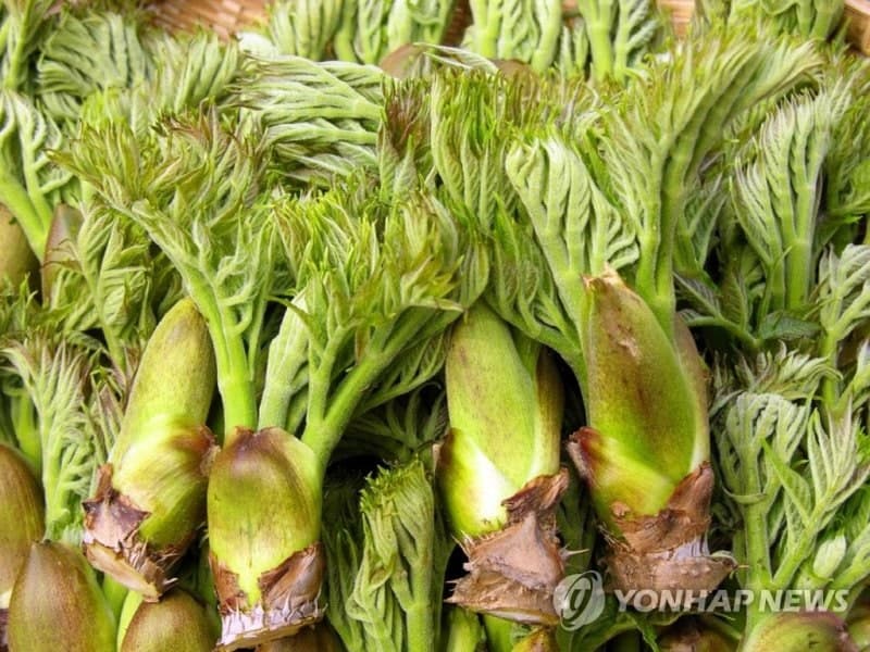 "두릅·곰취 사러 오세요"…춘천서 25~26일 '봄 한 소쿠리' 산나물 장터 운영