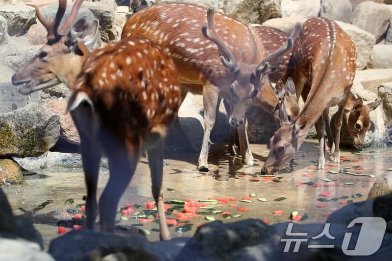 광명 농장 탈출 사슴 5마리, 일주일째 가출 중…수색 재개