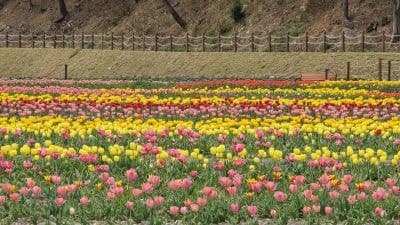 고창 꽃정원, '튤립 물결' 속 상춘객 발길 북적…5월엔 양귀비·금영화 향연