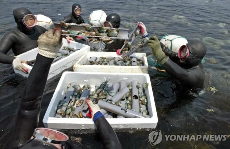 제주 바다에 전복·홍해삼·오분자기 206만 마리 방류