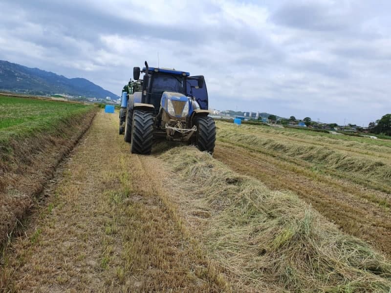 전남도, 조사료 생산량 20%↑ 전망…1029억 투입 수급 안정 총력