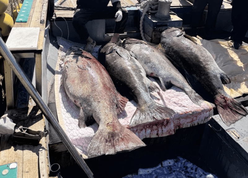 "성인 크기 심해어 5마리" 부산서 잡힌 돗돔, 지진 전조 현상일까?