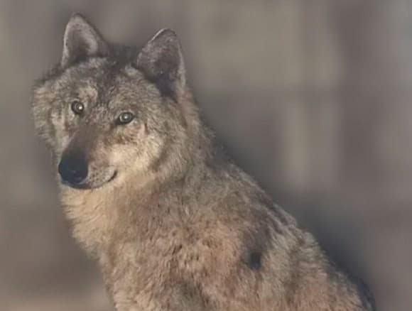 오월드 "늑구 소식 중단"...극성 '늑구맘' 성화에 지쳤나