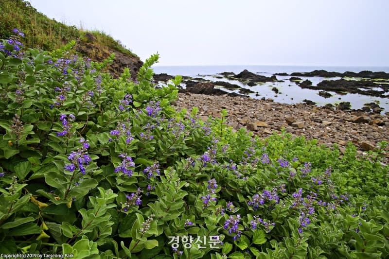 제주 해안사구에 염생식물 군락지 조성…"탄소 흡수·생태계 복원" 본격화