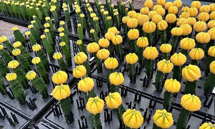 '선인장도 프리미엄 시대!' 경기도농기원, 별모양 선인장 '골드아이·샤이스타' 신품종 개발