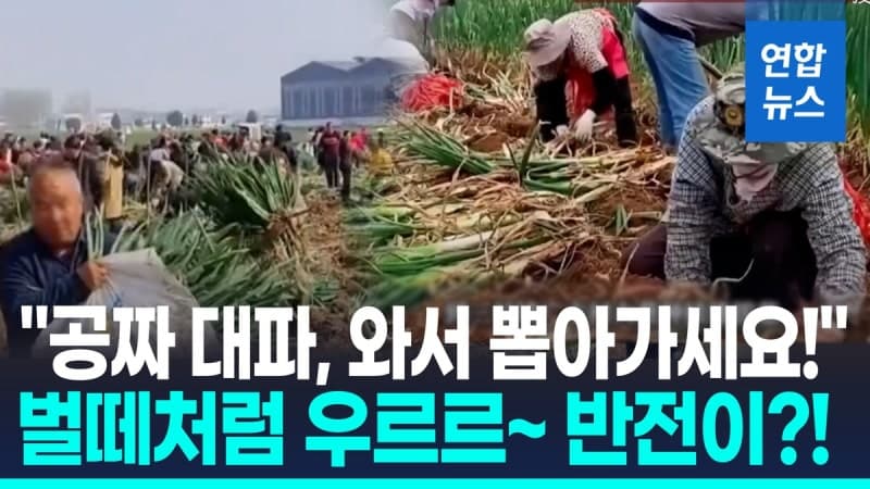 “대파 공짜” 가짜 영상에 수백 명 몰려…중국 농가 수백만원 피해