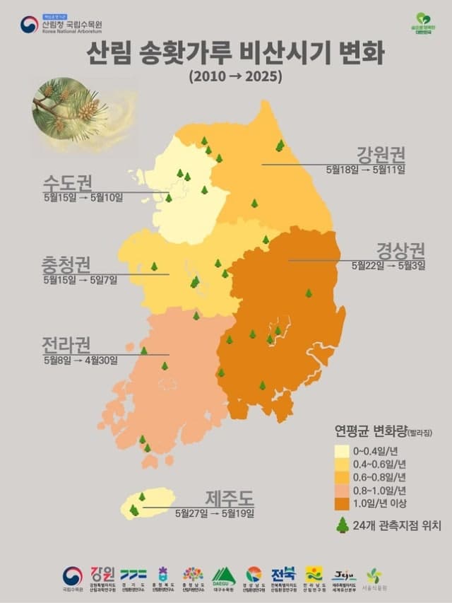 송홧가루 날림 시기 매년 빨라져…국립수목원 "알레르기 주의"