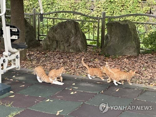 정읍시 "길고양이 1200마리 중성화"…주민 갈등 줄이고 공존 조성