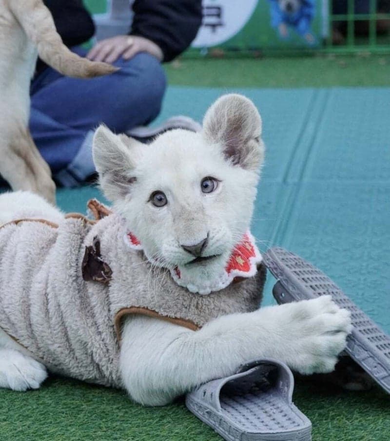 대전 아쿠아리움 스타 아기 백사자 '보문이' 폐사… "선천성 희귀질환 악화"