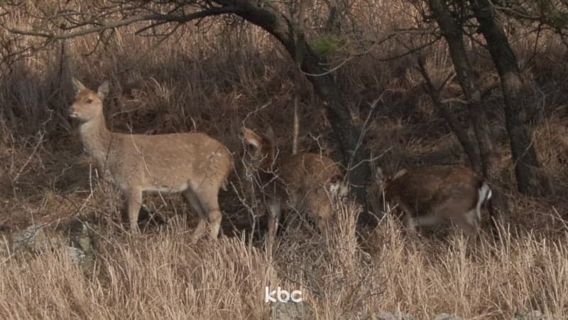 "서울 천왕산 캠핑장 출몰" 광명 농장서 탈출한 사슴, 구로까지 왔나