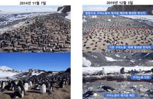 1.95m 해일 덮치자…남극 펭귄 번식지 둥지 통째로 옮겼다