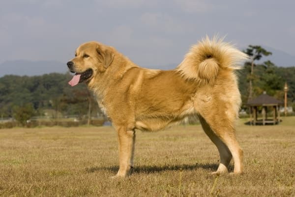 임실군, '오수개 조형물' 제막…심민 군수 "오수개 가치 확산" 천연기념물 지정 추진