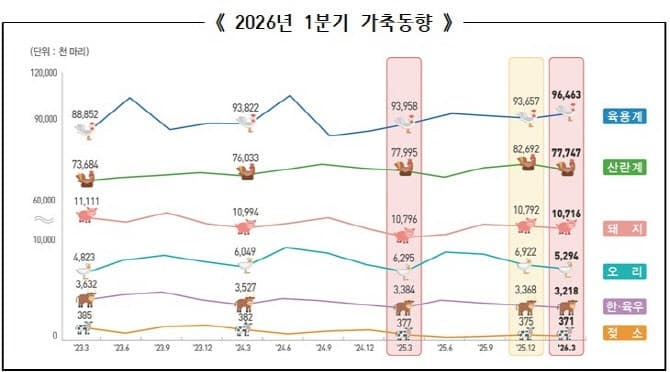 1분기 가축 사육, 육용계만 늘고 한우·돼지·오리 줄었다…오리 15.9% 급감