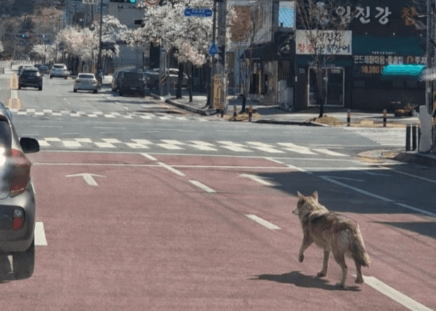 AI 가짜 늑구 사진 유포, 수색 혼란 초래한 40대 검거