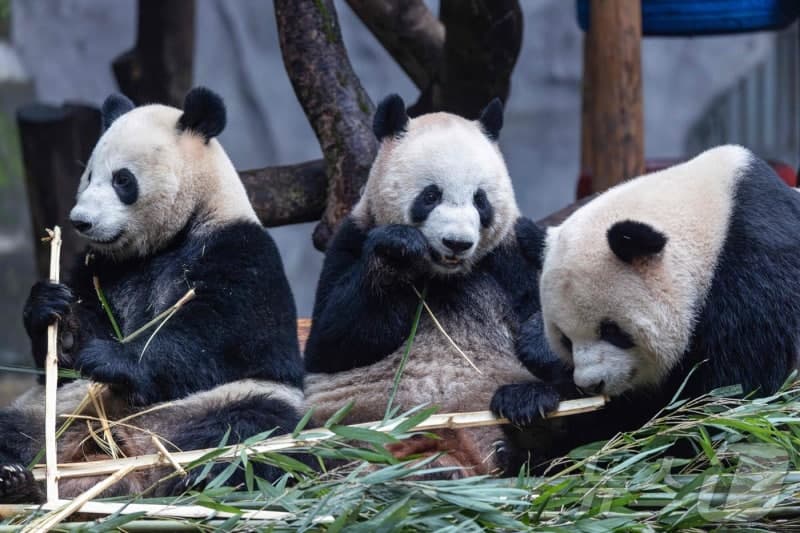 트럼프 방중 앞두고 中, 애틀랜타에 '핑핑' '푸솽' 판다 한 쌍 보낸다