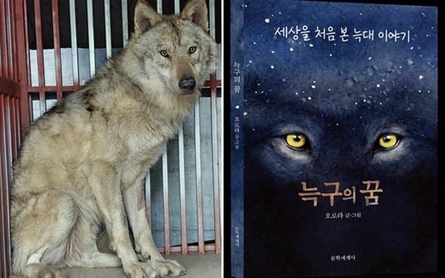 '국민 늑대' 늑구, 탈출 2주 만에 동화책 출간…'얄팍한 상술' 비난도