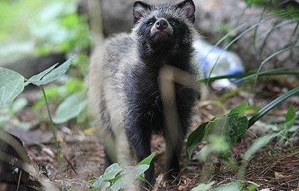 이대 멧돼지·탄천 너구리·관악산 들개…서울 도심 '야생동물 지도' 뚜렷