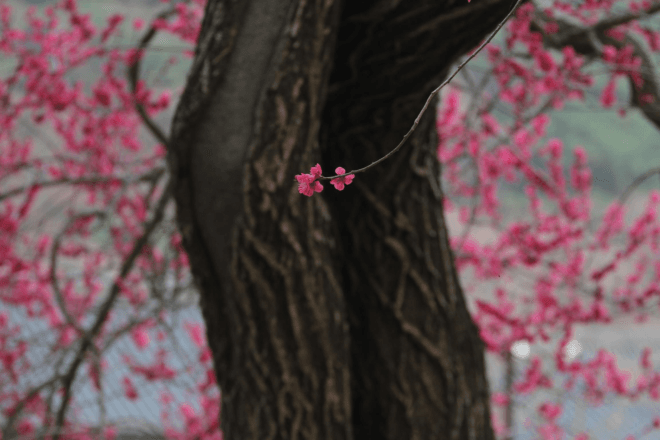 화엄사 홍매화 사진 콘테스트, 역대 최다 1,600여 점 접수…'정적 속의 개화' 대상