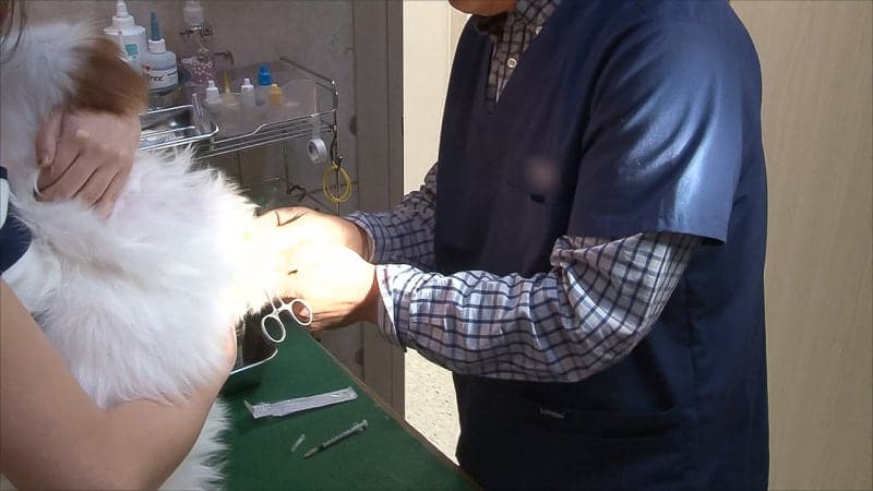 정부, 동물병원 의료용 마약류 관리 강화…'프로포폴' 취급 병원 합동점검