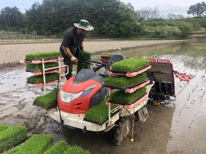강릉 주문진·동해 망상서 올해 첫 모내기 실시…'해들·설향찰' 심어