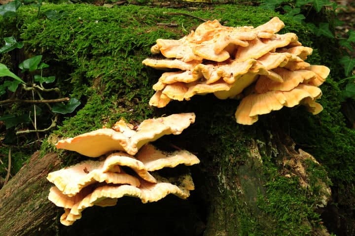 산림과학원, '붉은덕다리버섯 균사체' 멜라닌 생성 촉진 규명…피부·모발 건강 효과 기대