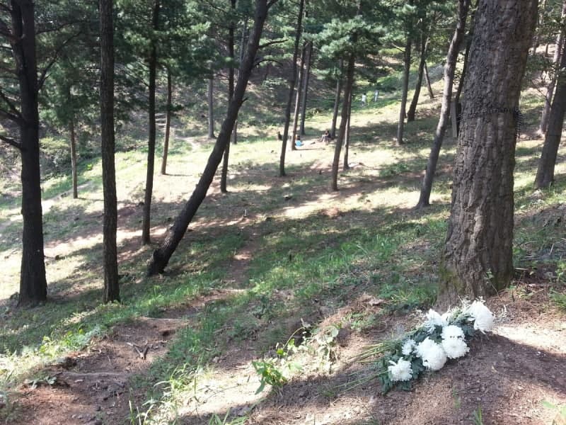 산림청, '제3 국립 수목장림' 대상지 공모…경기·전라·경상·제주권역 80억 투입