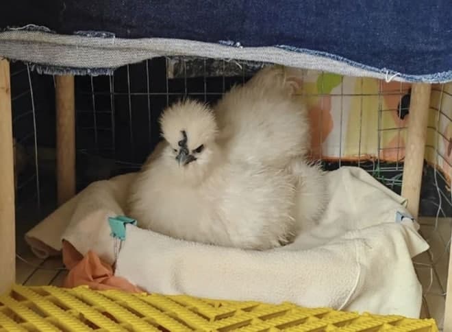 "유모차 태우고 모자 씌워"…식탁 오르던 닭의 '대반전', 中 대도시 휩쓴 '애완닭' 열풍