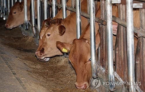 정읍시, '국가기준' 뛰어넘는 한우 메탄 14% 저감 사료 소재 'MGOsyn' 개발…상용화 '눈앞'