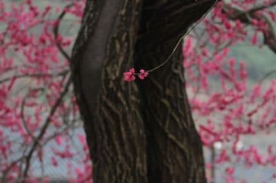 화엄사 홍매화 사진 콘테스트 성료…대상 곽윤섭 씨 '정적 속의 개화'