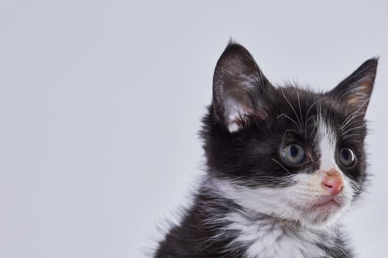 TV 소리 키워 울음 숨겼다…4년간 고양이 1500마리 학대한 中 남성, "끔찍해 구토할 정도"