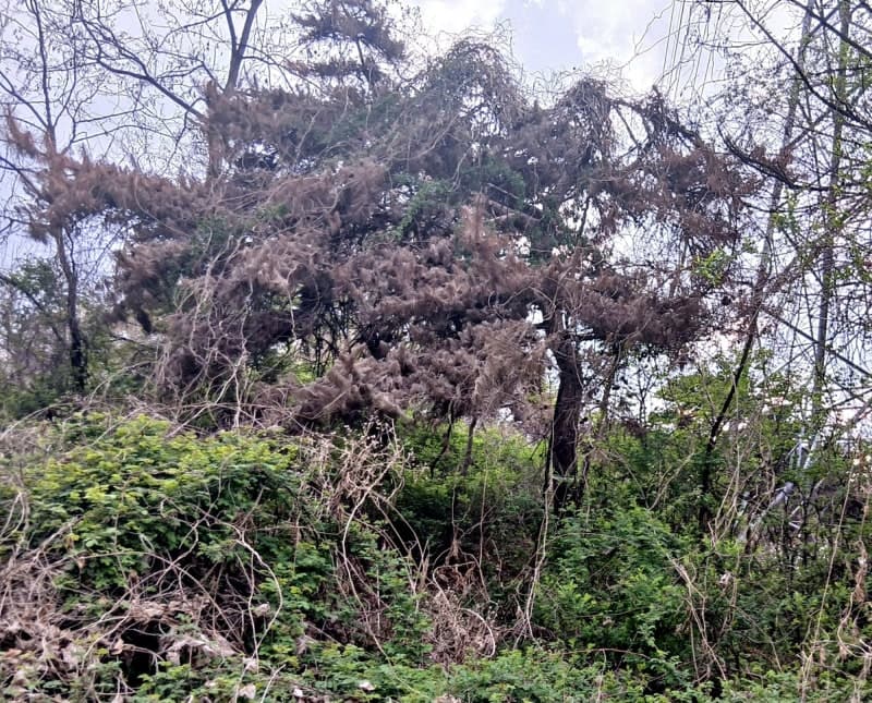 '청정지역' 괴산서 소나무재선충병 첫 발생…'2㎞ 반출 금지' 긴급 방제 중