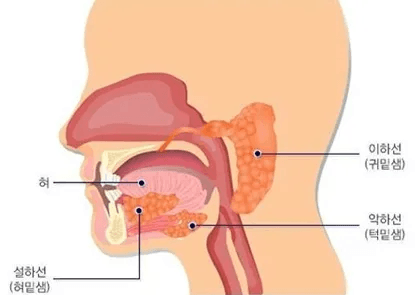 서울대병원-아주대, 줄기세포 기반 재생 의학 새 지평 열다