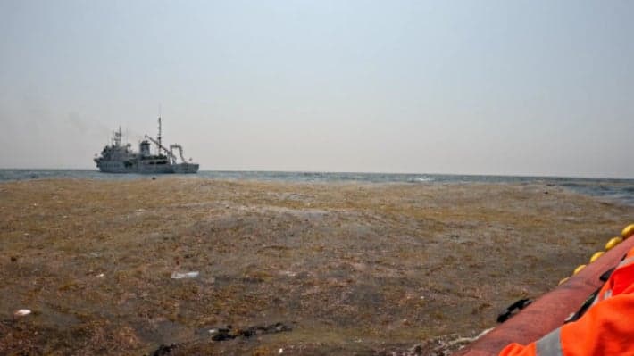 해양조사원, "괭생이모자반 이동 경로 파악" 위성 및 현장 정밀조사