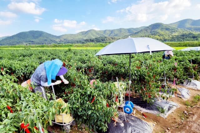 청송군, 6천여 농가에 농민수당 60만원씩 38억 조기 지급