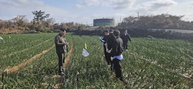제주도, '종자 신청량'으로 월동채소 생산량 예측 조사 실시