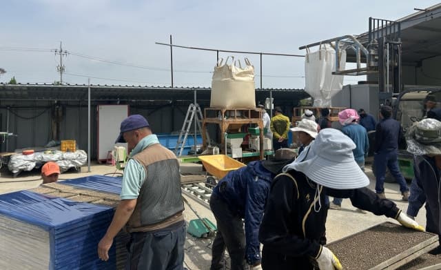 포항시, 장립종 벼 시범단지 조성…'케이롱'·'아미면' 첫 파종으로 쌀 소비 다변화 실증 착수