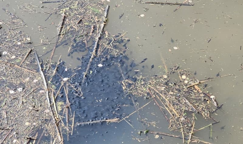 천안 용연저수지 묵논습지서 두꺼비 산란 포착, 올챙이 떼 서식 확인