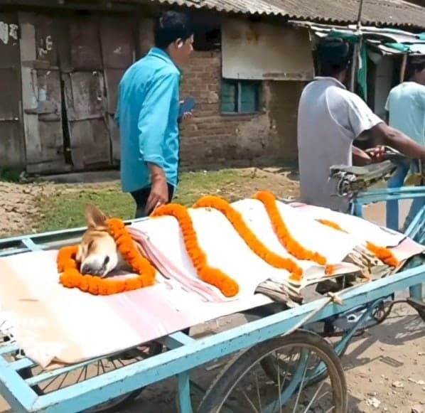 독사와 싸워 아이 30명 구한 유기견 '칼리'…인도인들, 눈물 속 장례로 배웅