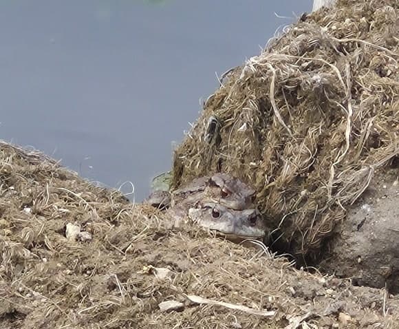 천안 용연저수지 묵논습지, 버려진 논에서 두꺼비 산란 포착 "살아있는 습지로"