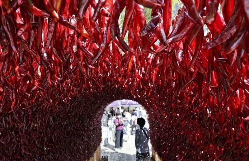 경북도, 영양에 100억 들여 '고추 출하조절 시설' 건립…가격 폭락 방지