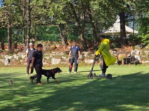 경기도 "맹견 키우려면 연말까지 허가받아야"…계도기간 종료 임박