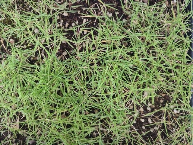 “잔디도 국산 시대”…국내 토종 금잔디 신품종 '세이너' 개발