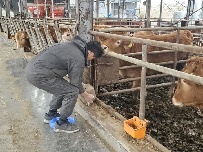 농진원, 국산 미네랄 블록 기술 이전으로 농가소득·수출 동시 확대 "한우 번식 성공률 40% 증가"