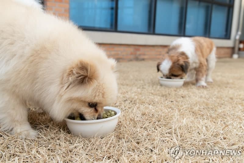 국내 유통 사료 100개 중 1개꼴 유해물질 초과, 농관원 "98.9% 안전 기준 적합"