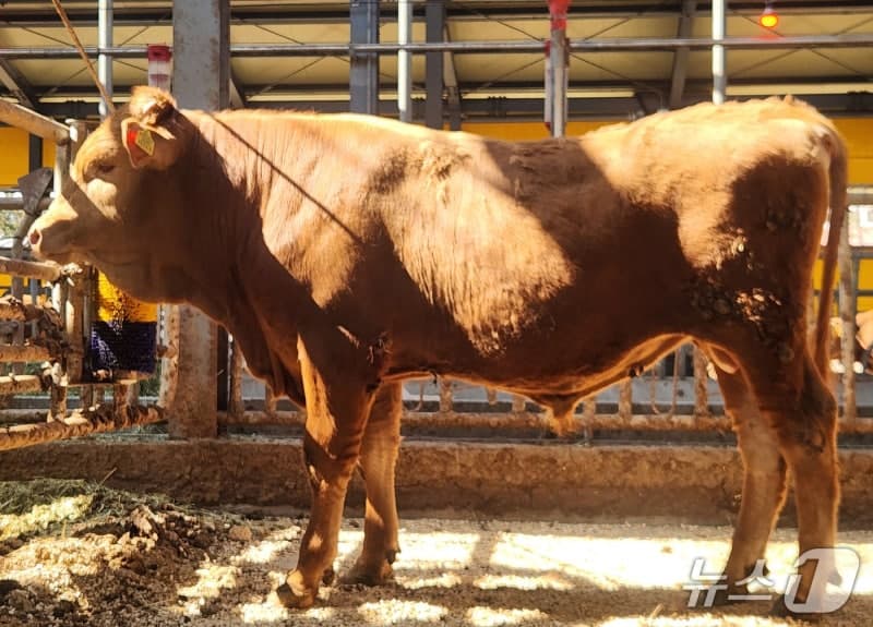 전남농업기술원 한우 수소 2마리, 국가 공인 '씨수소' 선발