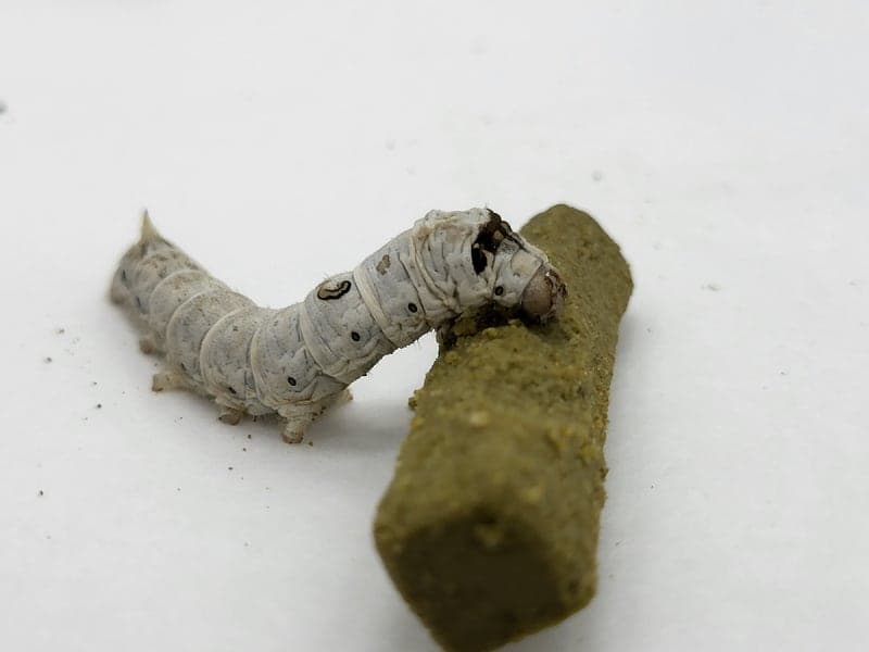 농진청, "누에로 年 9.6억 번다"…스마트 생산시스템으로 양잠 바이오산업 변신