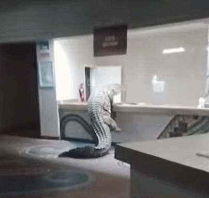 "투숙객인 줄" 3.6m 식인 악어에 뒤집어진 아프리카 호텔