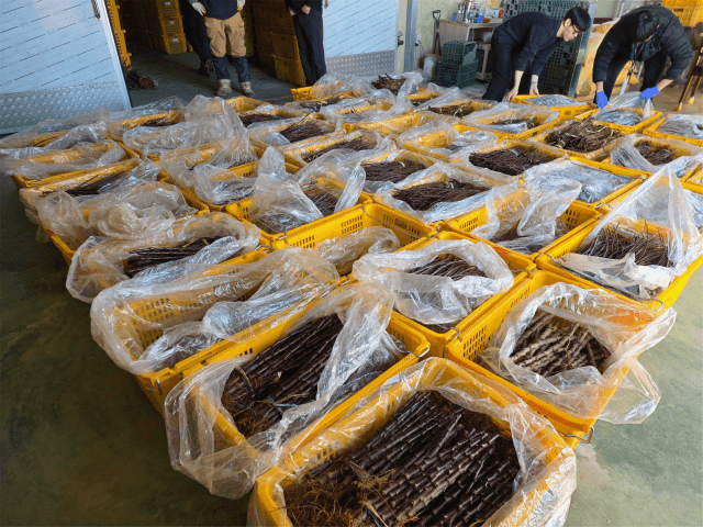 중국산 사과묘목 63만주 '장난감' 위장 밀수 적발…과수화상병 비상