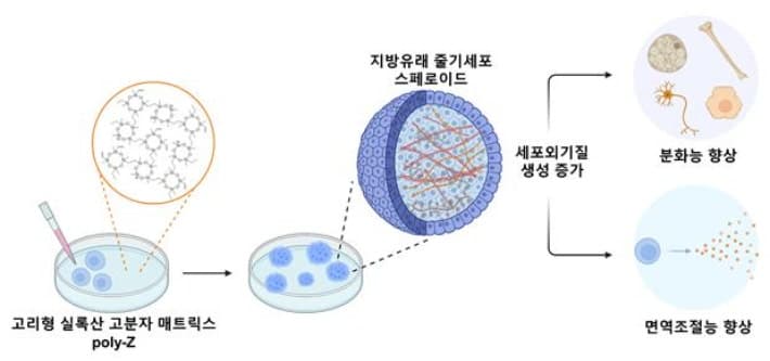 "손상 줄이고 치료효능 높였다" KAIST, 줄기세포 생존력·치료 효과↑ 3차원 배양기술 개발